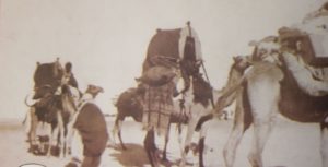 المرأة البدوية على الهودج مع بضاعتها للبيع في السوق