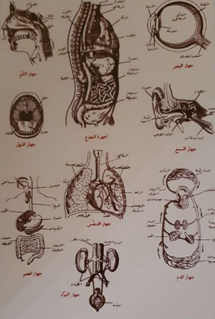 اعضاء ومكونات جسم الإنسان