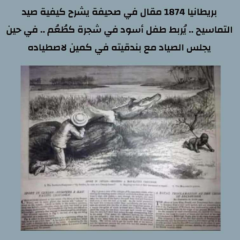 بريطانيا 1879 : مقال في صحيفة يشرح كيفية صيد التماسيح ..يُربط طفل أسود في شجرة كطعم ..في حين يجلس الصياد مع بندقيته في كمين لاصطياده