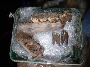 إكتشاف عظام الماموث ووحيد القرن الصوفي في بريطانية 