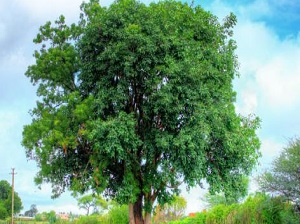 شجرة النيم 