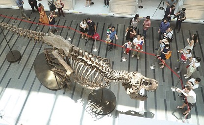 دار كريتيز للمزادات تلغي بيع هيكل عظمي لدينار تيرانوصور ريكس في هونغ كونغ