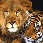 Read more about the article هل تَسمى العرب وحدهم بإلقاب الحيوانات ؟