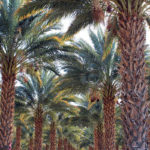 Read more about the article 358 نوعاً من أنواع التمور في العراق أمتدت على أغلب أراضيه