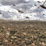 Read more about the article إضاءات من تاريخ الكويت قديماً – الحلقة الثانية