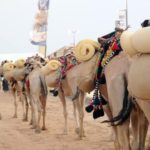 Read more about the article عادات الجاهلية تطل مجدداً