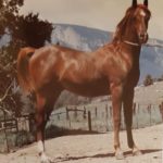 Read more about the article رئيس نادي أصيل للخيل العربي يهنئ د. الشيباني