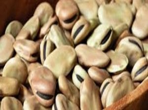 حبوب الباقلاء أو الباجلا في اللهجة الكويتية والخليجية