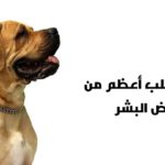 Read more about the article فضل الكلاب على من لبس الثياب