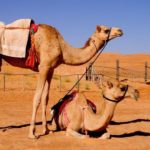 Read more about the article رحلة خان بهادر عبدالله القناعي إلى نجد والرياض عام 1917