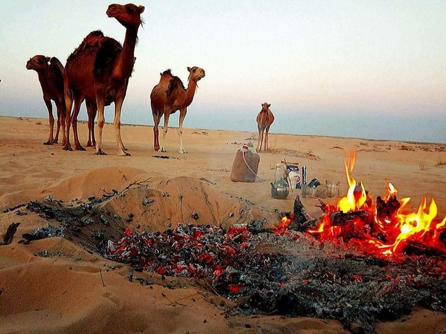 الجمر والشاي والجمال ..بيئة صحراوية فاتنة الجمال