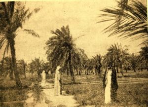 احدى مزارع الكويت قديما 