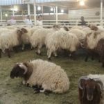 Read more about the article الحيوان يتألم