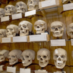 Read more about the article جماجم الجزائريين ونظرة أخرى