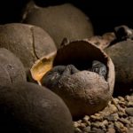 Read more about the article بيض متحجر بأجنة لديناصورات من العصر الطباشيري