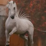 Read more about the article مركز الجواد الأصيل يشيد بفارس الإنسانية الشيخ صباح الأحمد