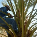 Read more about the article سعفة