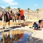 Read more about the article هل كانت اللحى بديلا عن الصابون عند أهل البادية – الحلقة 5