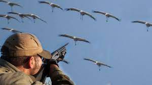 صيد الطيور