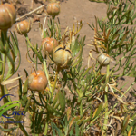 Read more about the article الحرمل استخداماته العلاجية ومحظوراته الصحية