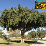 Read more about the article استخدامات السدر في الطب النبوي ومحاذيره الصحية – الحلقة 29