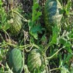 Read more about the article الحنظل عشبة دوائية صحية قد تؤدي بك إلى الموت !