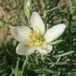 Read more about the article فوائد نبات الحرجل العلاجية الطبية ومخاطره الصحية