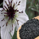 Read more about the article التداوي بالحبة السوداء بين المنافع والمضار الصحية