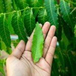 Read more about the article الفوائد الصحية لشجرة النيم والأضرار الجانبية