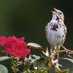 Read more about the article كذبوا فقالوا  “صفير البلبل” قصيدة الأصمعي !!