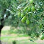 Read more about the article خواص ومزايا زيت الزيتون الصحية