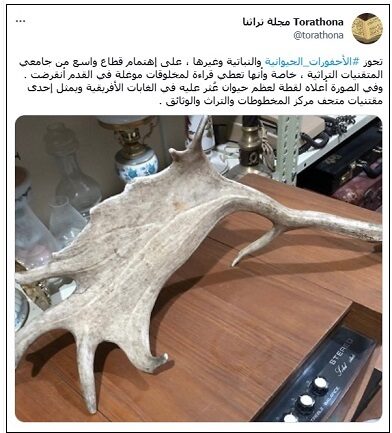 بقايا من عظم حيوان أفريقي من عهود قديمة في غابات أفريقية - مقتنيات متحف مركز المخطوطات والتراث والوثائق