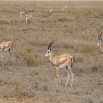 Read more about the article العظمة يروى كيف أطفأ النور وأكل وجبة الجراد في الكويت مجبراً