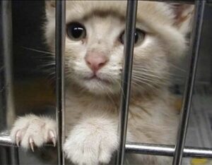 دخلت أمرأه النار في قطة حبستها