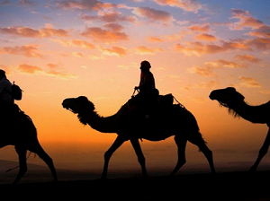 رحلات على الجمال في الصحراء