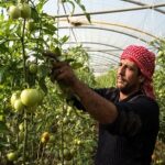 Read more about the article مخطوط بغية الفلاحين في الأشجار المثمرة والرياحين