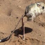 Read more about the article الجربوع والقنفذ من وجبات أهل البادية السريعة – الحلقة الثامنة