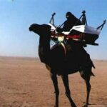 Read more about the article البدوي لا يترك العدو يصل إلى هودجه إلا على جثته – الحلقة 12