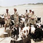 الرعاة يسقون الأغنام عند الابار