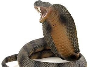 هل ماتت كليوباترة بلدغة ثعبان ؟