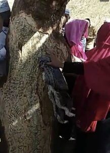 التبرك بالأشجار طقوس جاهلية شركية 