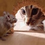 Read more about the article أمثال كويتية : أذا حجت البقر على قرونها ..وإذا غاب القطو – الحلقة الثالثة