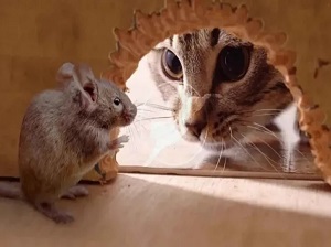 القط والفار