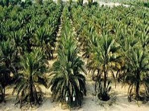 تطور زراعية النخيل في الكويت