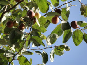 ثمار السدر وفوائده الصحية 