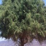 شجرة السدرة