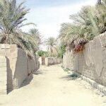 Read more about the article زراعة الخضار والتمور والبقول في الكويت خلال حقبة الأربعينيات – الحلقة 25