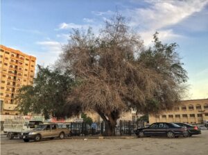 سدرة حولى أو سدرة بن داحي ويعمرها يقدر بنحو 200 سنة - كونا