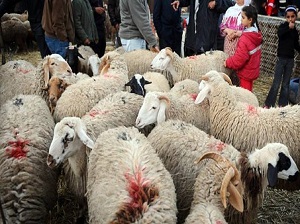 خراف العيد في مصر
