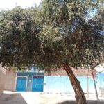 شجرة السدرة في احدى البيوت القديمة البناء